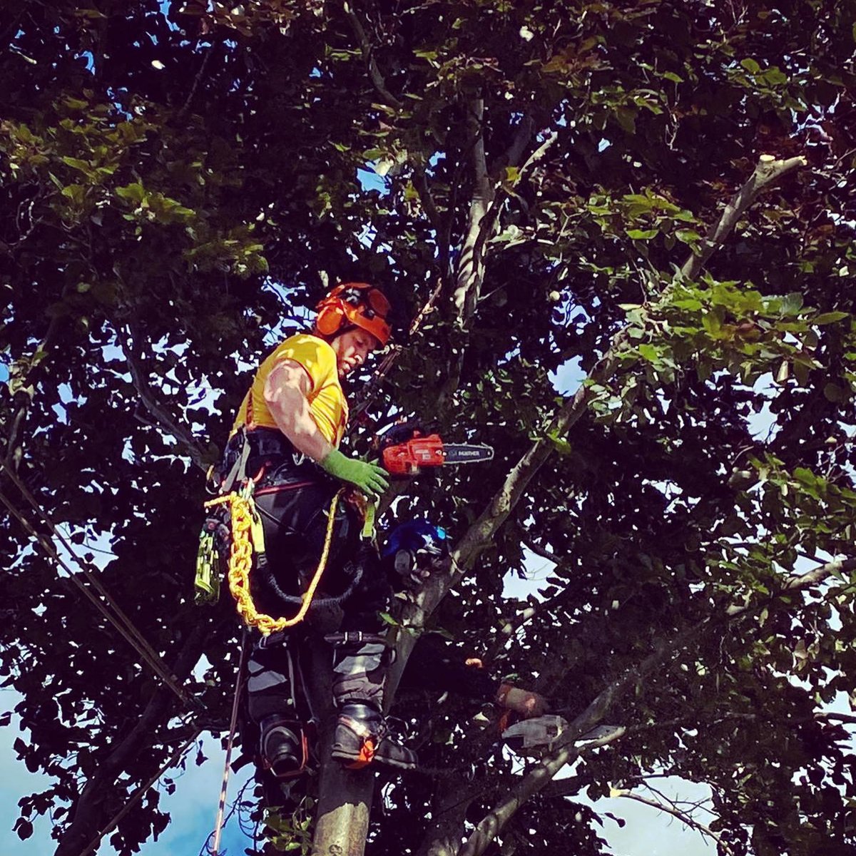 Who says 8" isn't enough?!

Here's <a href="/Guy/">Guy Malachi 🚀</a>.morley.1 tackling a rotten copper beech with an Echo 2511 &amp; one of our 8” Panther bars 😀

#pantherbar
#treesurgeon
#arblife