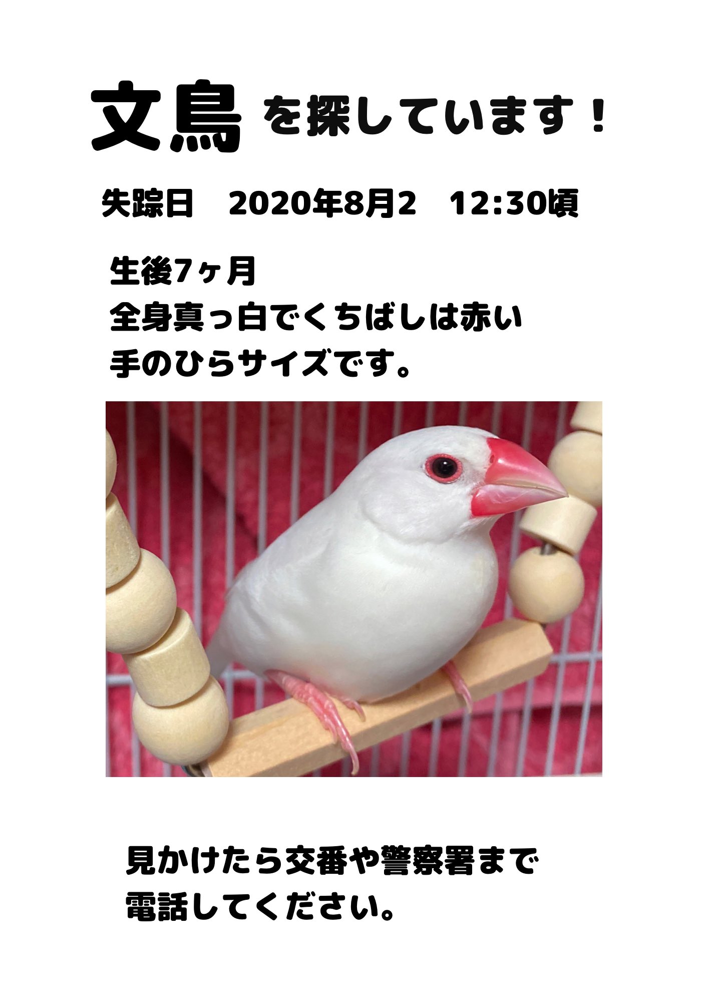 白文鳥探してます Sirochanbunthou Twitter