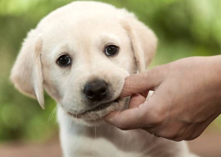 TrainThatPooch's tweet photo. A new challenge, a new beginning: 5 tips to deal with your puppy teething https://t.co/E79oK3D7Wg #PuppyTeething #puppylove #Puppies https://t.co/Xlc1MweRJC