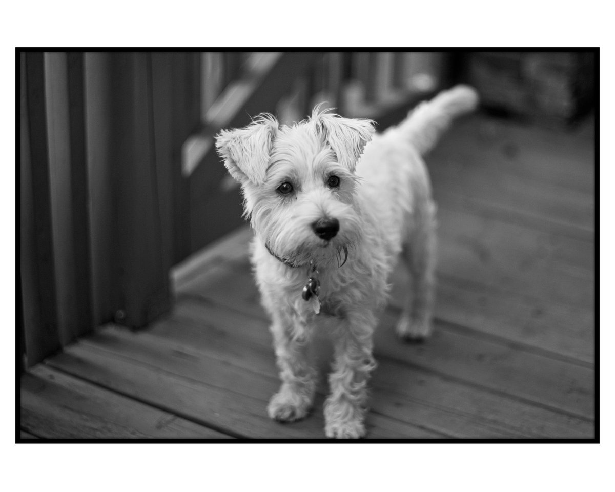 leslievillepick's tweet photo. Here's Schatzi. Our lovable little Wauzer. #NationalDogDay #wauzer #wauzerlove https://t.co/PRIzXmSSNy