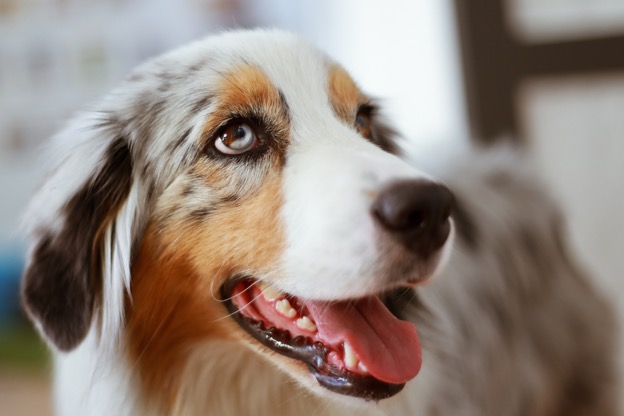 #WFH is better with a furry coworker. 🐶 Happy #InternationalDogDay from Daisy and the Kinsta Team!   

Share your best pup photos here! 👇