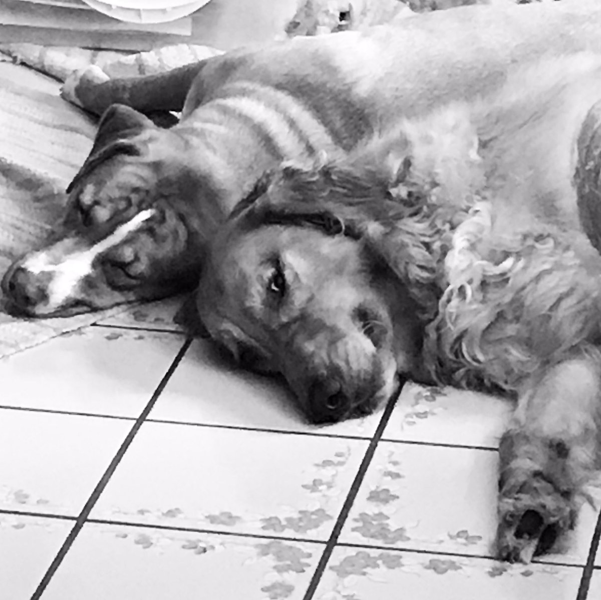 themward's tweet photo. @dog_rates #myworkpals https://t.co/6znEL9lKFK