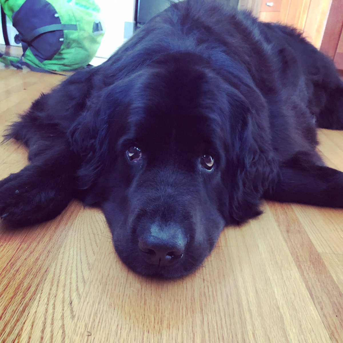 prairieexplorer's tweet photo. @dog_rates https://t.co/614TIi81RA