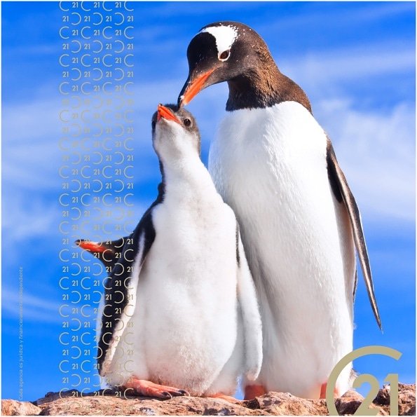 🤔💭 ¿SABÍAS QUÉ? El pingüino es la única ave que puede nadar, pero no puede volar. 🐧

#CENTURY21Canarias #C21 #C21Canarias #YoSoyC21 #HacemosTodoPorTi #PorTuCasa #curiosidades
