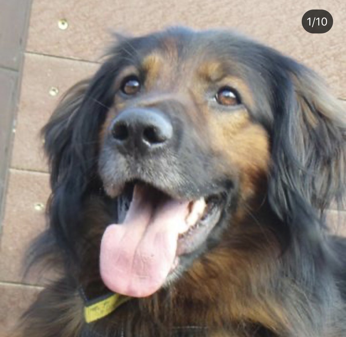 International Dog Day is observed on August 26 every year for drawing attention to the plight of canines around the world and encouraging adoption. Here is a picture of my gorgeous rescue boy to celebrate 😍#InternationalDogDay #wirral #wirraldogs #dogswirral #RescueDogs #dogs