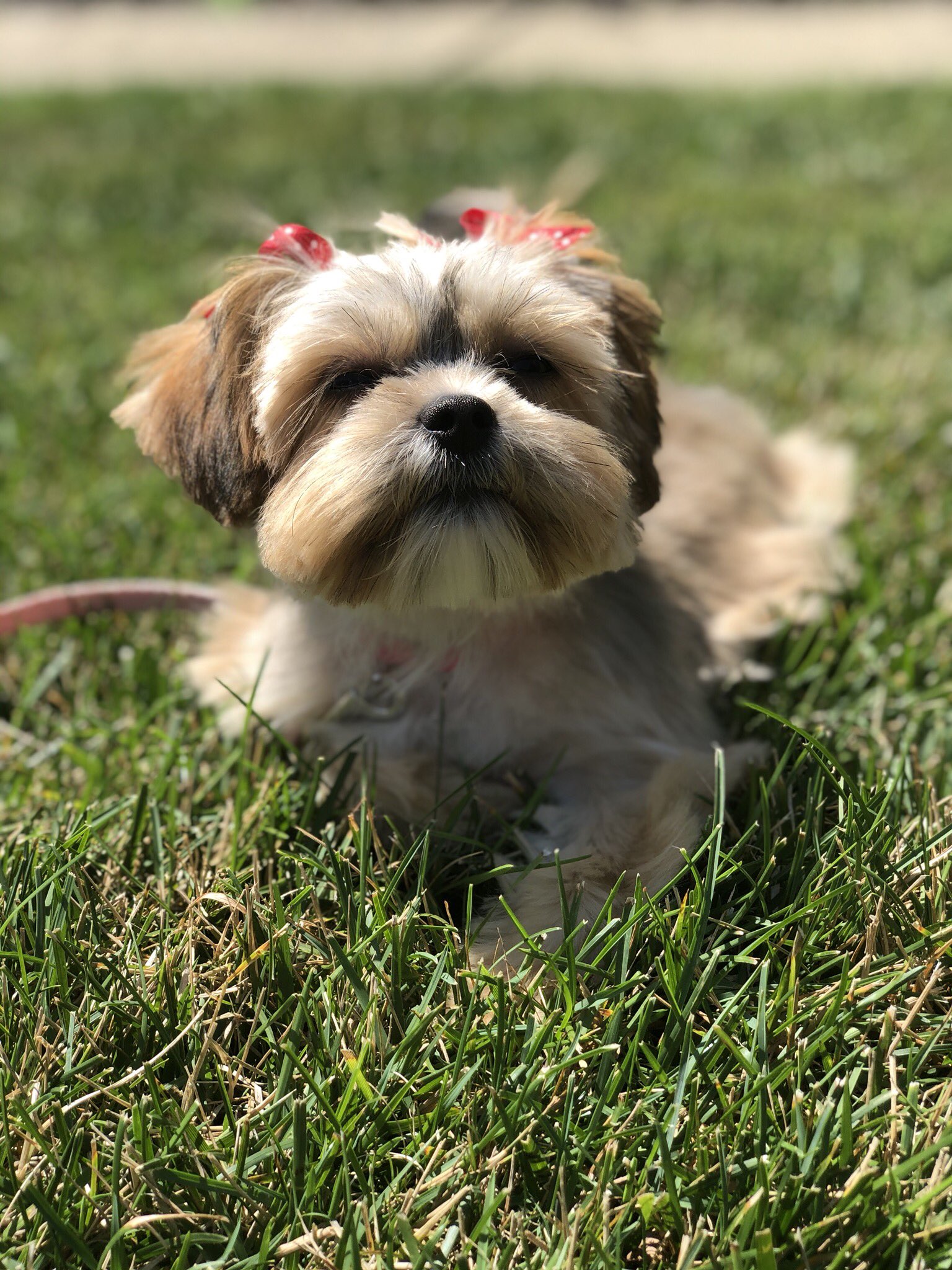 Sayward Lehman (pghfinehomes) / Twitter