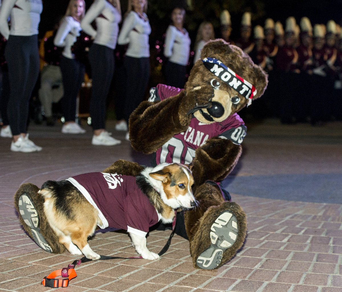 Montana Grizzlies tweet media