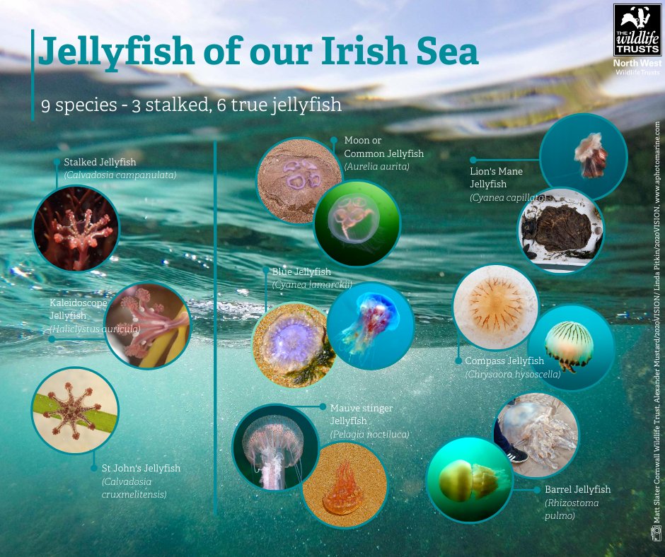 LivingSeasNW's tweet photo. #WildlifeWednesday
In summer, as temperatures rise and circulation patterns change, phytoplankton populations start to increase. As a top predator of phytoplankton, these changes give rise to blooms of #jellyfish!

How many different jellyfishes have you seen washed up this year? https://t.co/8z8juBWO66
