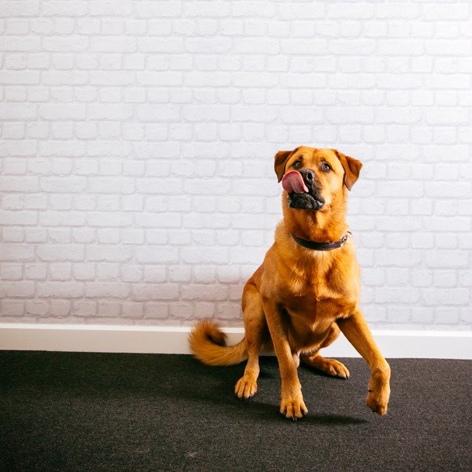 Happy International Dog Day! 🐶 🐾

The CLD team wouldn't be complete without our 'credit controller' Oscar ensuring that every unguarded cardboard box goes through a taste test! 

#digitalmarketing #officedog #internationaldogday #SEO #webdesign #webdevelopment  #marketingagency