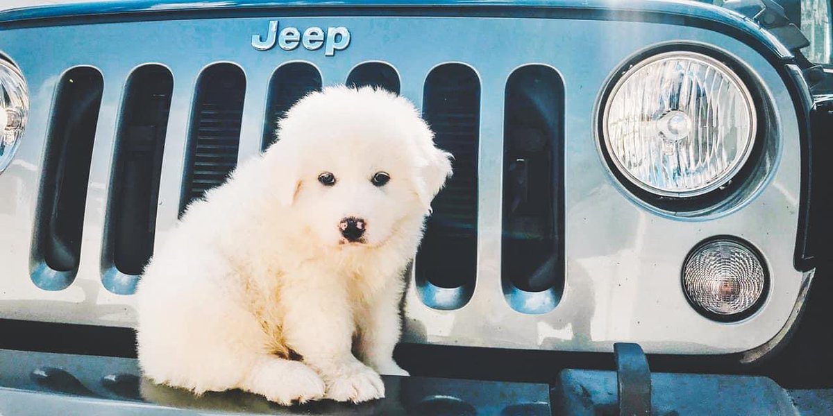 JeepLifeFans's tweet photo. https://t.co/xaK7oNcP4I