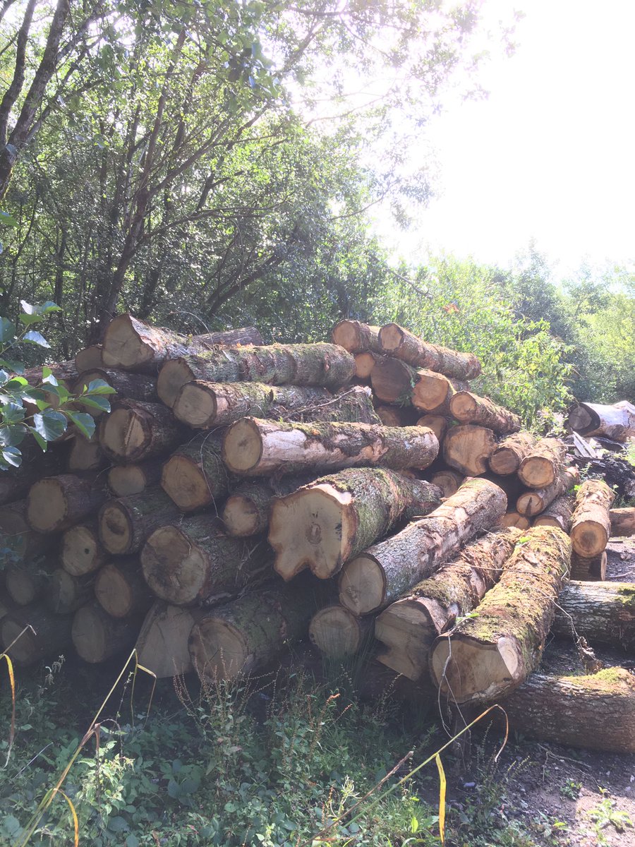 WenTimberCentre's tweet image. A lovely mid week delivery of some much needed Oak logs today. Not the biggest stems as they are just from woodland thinning but still full of lovely timber 🌳💚 #sustainabletimber #sustainablelogging #localtimber #hardwoods #oak #smallbutbeautiful #southwales #sawmillbusiness