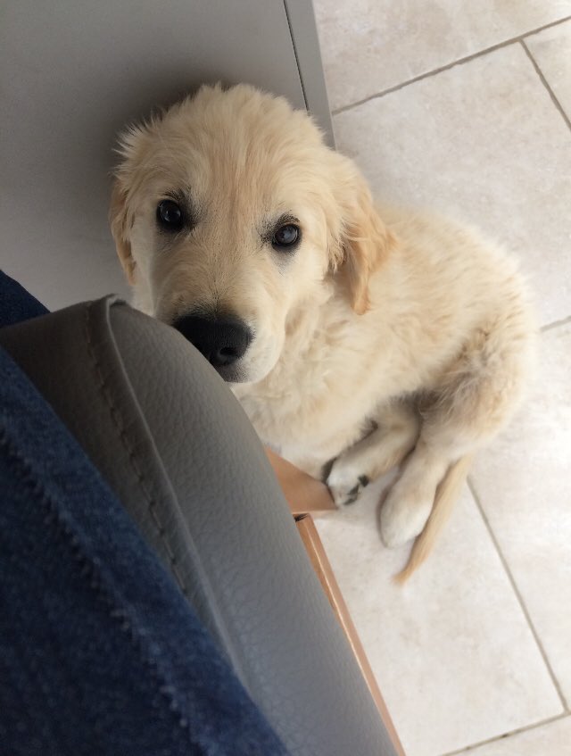 Abigails892's tweet photo. @dog_rates Woody 🐾 https://t.co/DOtkNIsGaA