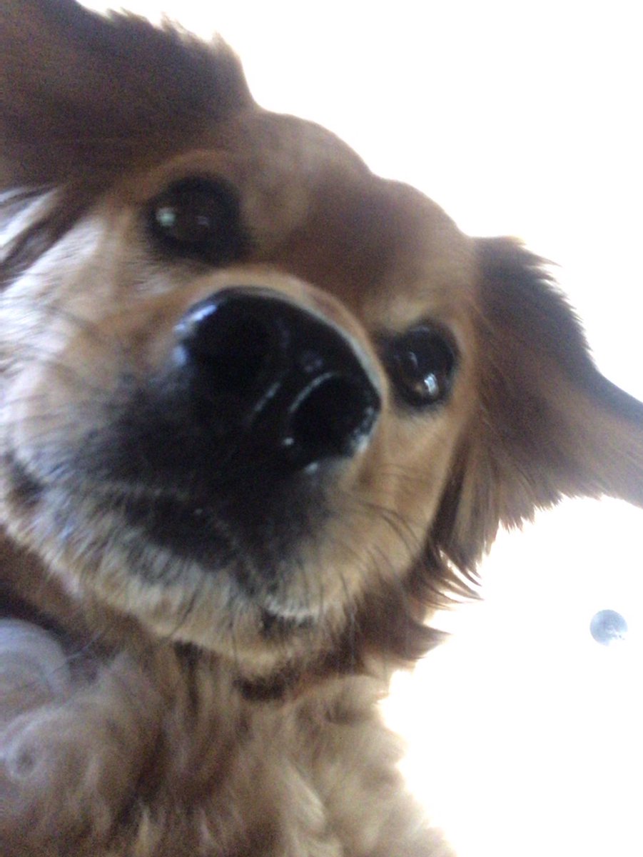 A little dog selfie for #NationalDogDay.