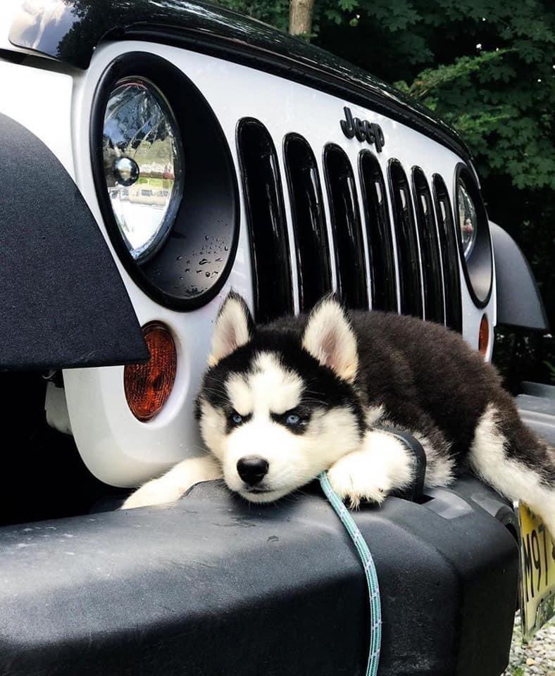 JeepLifeFans's tweet photo. https://t.co/sohVj6OKAU