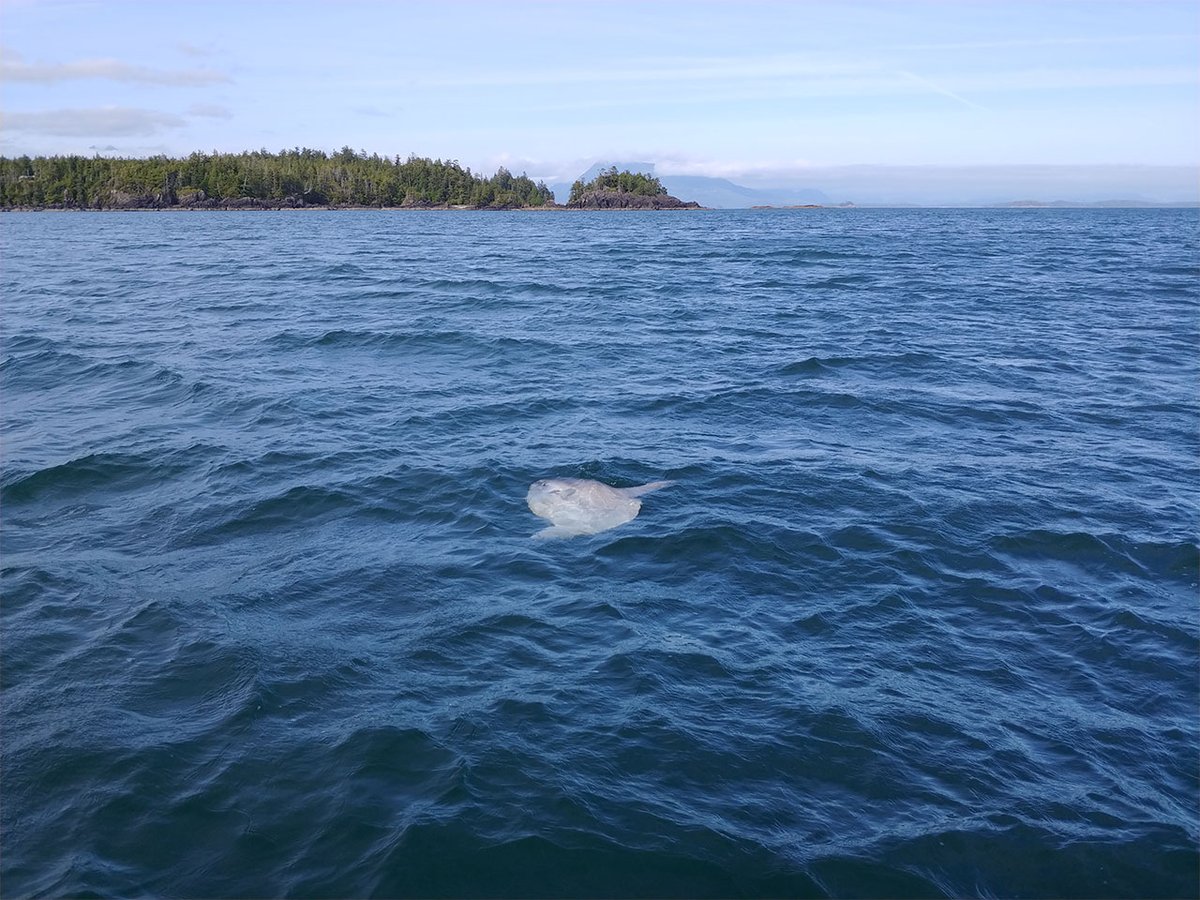 This summer, our Marine Ecology Team were lucky enough to see this spectacular Ocean Sunfish (Mola mola) while out on the water. These strange and beautiful fish usually prefer tropical waters so it is rare to see them here. 
#WildlifeWednesday