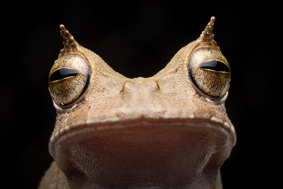jocotoco_org's tweet photo. Researchers in the Chocó rainforest have discovered more than 10 new species of amphibians and reptiles and rediscovered two frog species that were feared extinct. This is the Marsupial Horned Frog, which carries its babies in specialized pouches on its back Help us #SaveTheChoco https://t.co/gVJt0XQGqi