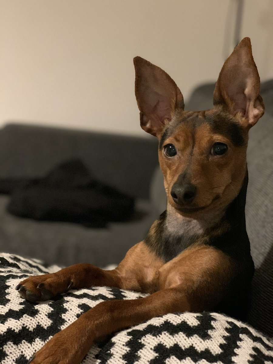 ZoeBronwen's tweet photo. @dog_rates Marmite says “have a great day and a great dinner” https://t.co/udwfB8sEtu