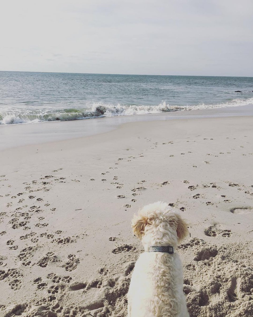Visit_NJ's tweet photo. 📷 @sophiedoodle12 (via Instagram)
Wagging our tails for #NationalDogDay!
📍Cape May, New Jersey
.
.
.
#VisitNJ #NewJersey #DogsofNJ #CapeMayNJ https://t.co/SvLrvXZ72X
