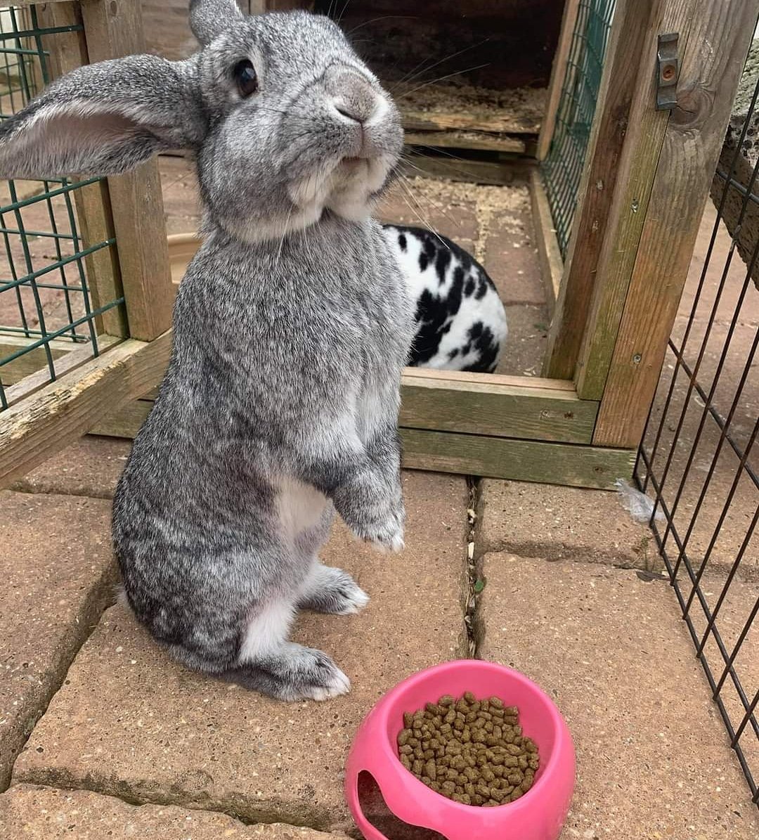 LittlestLives's tweet photo. "Mmm something smells tastier than these nuggets, can we do a trade?"
#lovelittlelives #thelittlestlivesrescue #bunny #bunnies #rabbitrescue #rabbit #rabbits #rescuebun #worldofrabbits #rabbitwelfare #rabbitlove #rabbitawareness #wednesday #whiskerwednesday #humpday #yummy https://t.co/06FDLikq2R