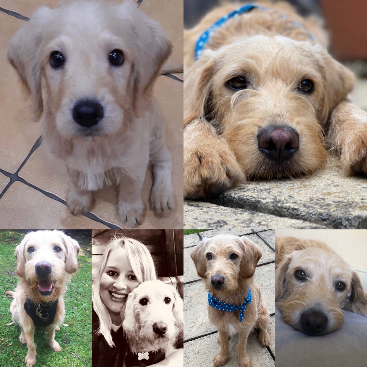 JoRammell's tweet photo. It’s #NationalDogDay so I’ve got to celebrate my stick loving, cheese stealing, bed hogging, absolute sweetheart https://t.co/nWLQYgwpJu