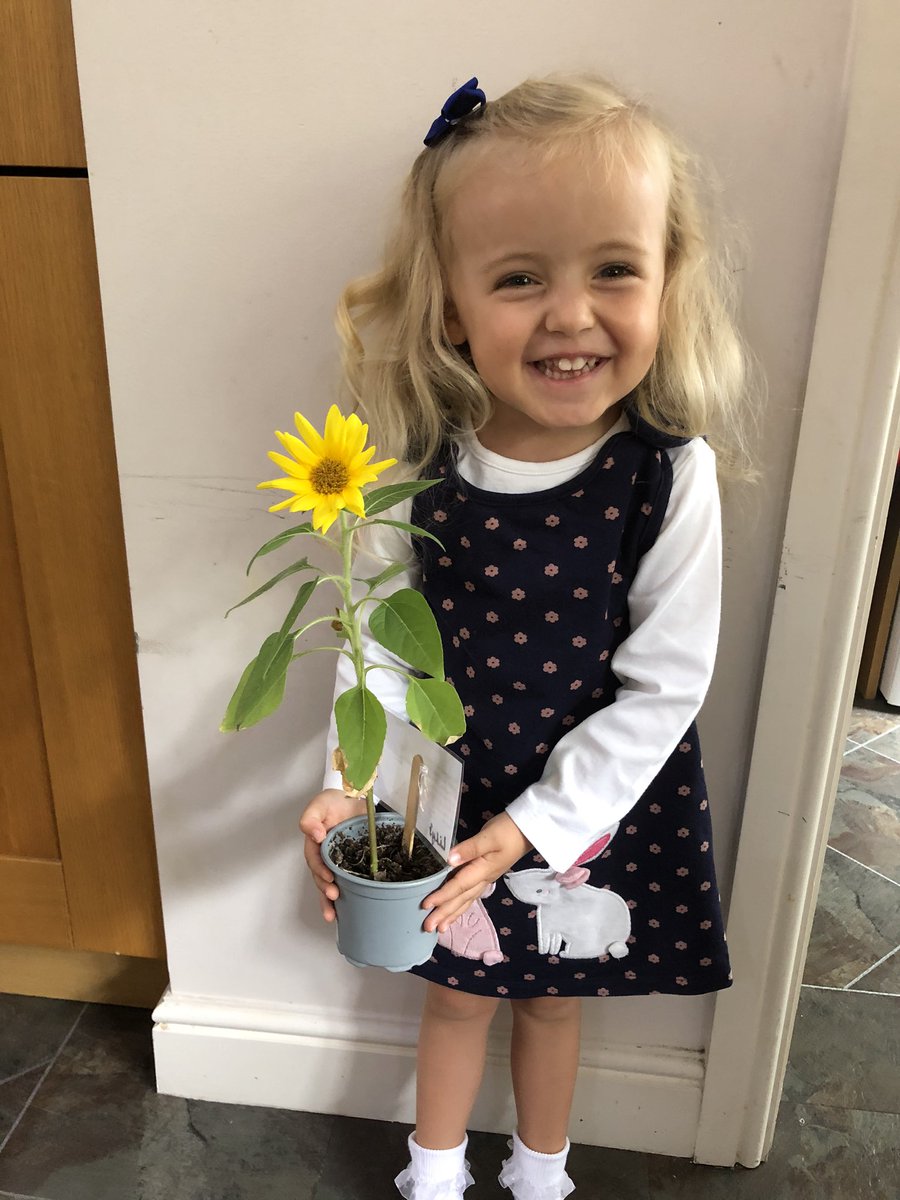 clairec61053665's tweet photo. Our lockdown sunflower from Miss Thompson has grown! However, either these are a lovely miniature variety or lily has had a massive growth spurt during lockdown! @WonderfulWrens https://t.co/4S4VCBqkoS