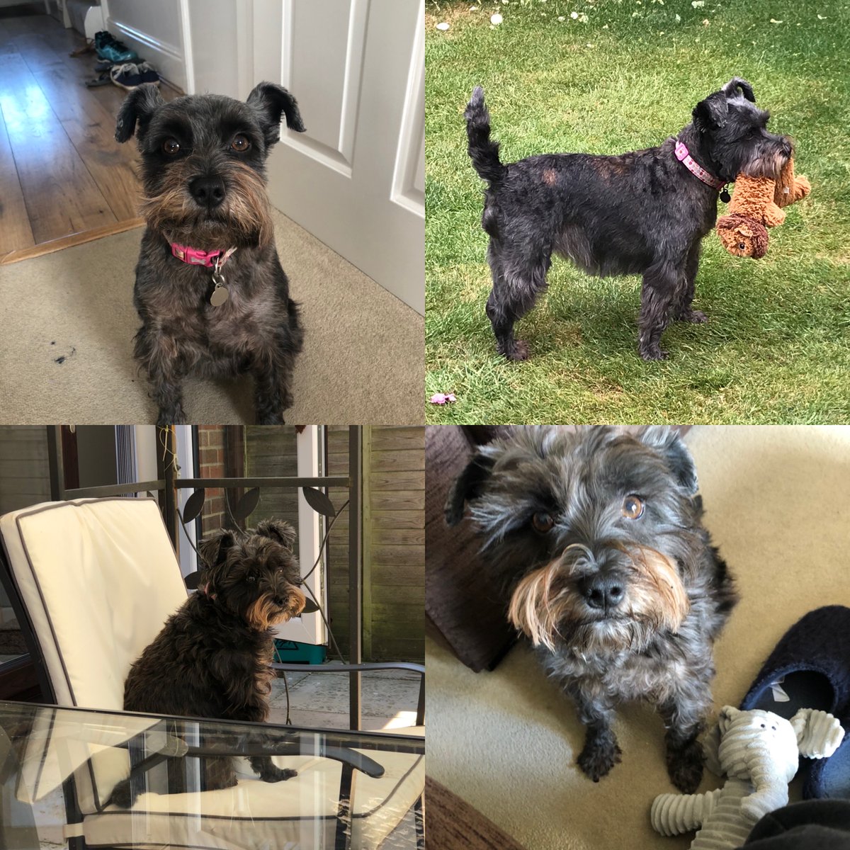 theginstall's tweet photo. International Dog Day! Penny belongs to owners Rob and Aly and is a frequent visitor to Gin Stall HQ! She is a Miniature Schnauzer and a bundle of fun and naughtiness! Feel free to share your pooch pictures today, we'd love to see them!
#internationaldogday #miniatureschnauzer https://t.co/T5GMT3cW2c