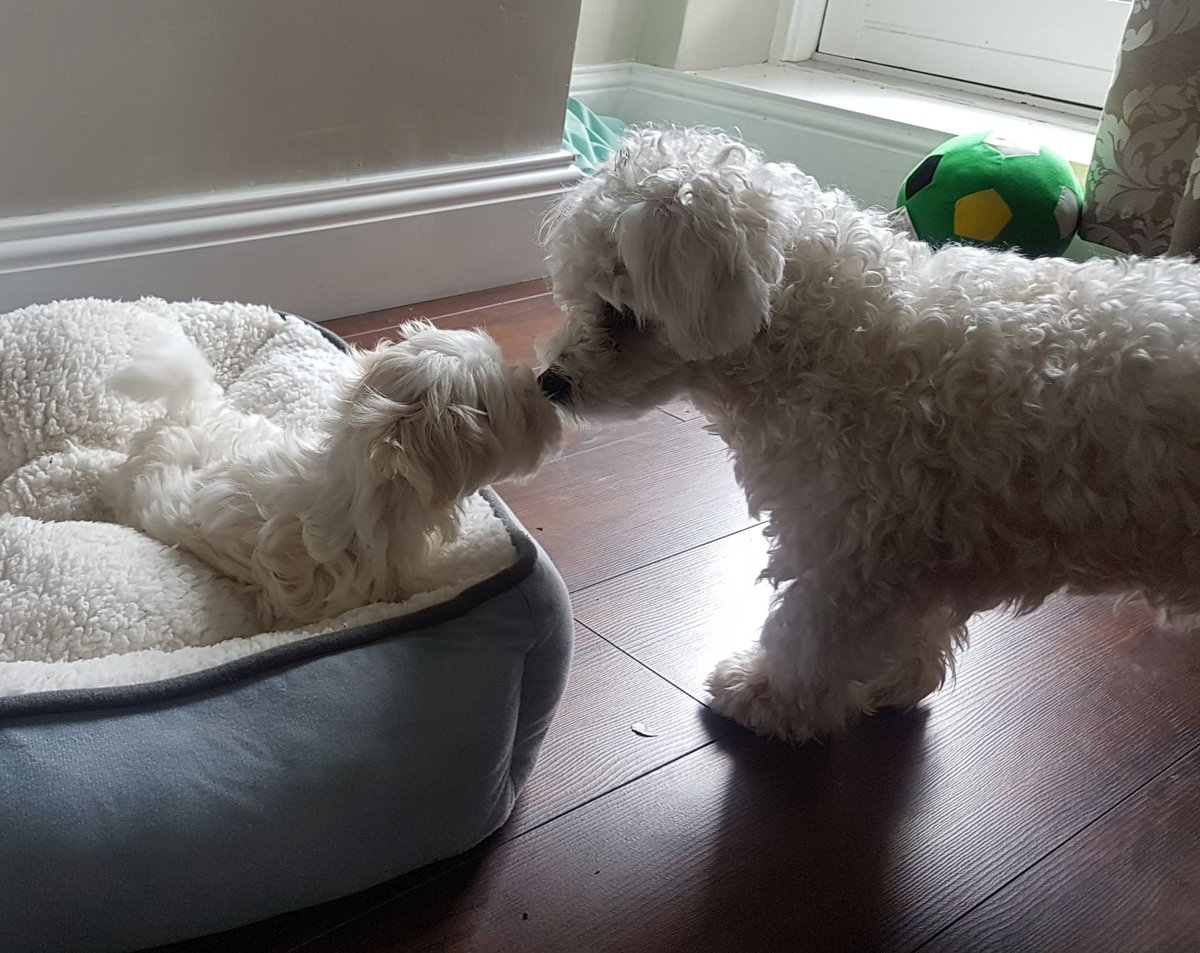 joyce_odlum's tweet photo. Meeting my new 'lil bro#DogDay https://t.co/YROkuizKma