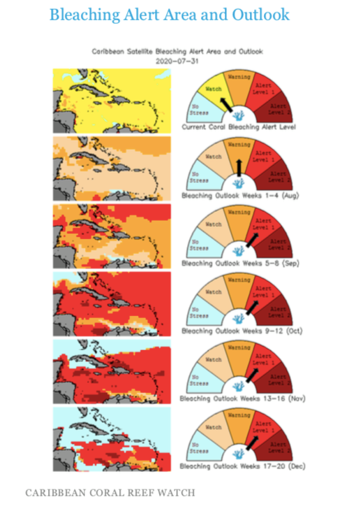 FunDiveBonaire's tweet photo. Coral Bleaching Predictions:
 
Monthly global temperatures continue to be among the warmest ever recorded. Bonaire may be spared a severe bleaching event with widespread bleaching and coral dying.

We expect mild bleaching. We're monitoring this closely and will keep you updated. https://t.co/sftkO4dCfs