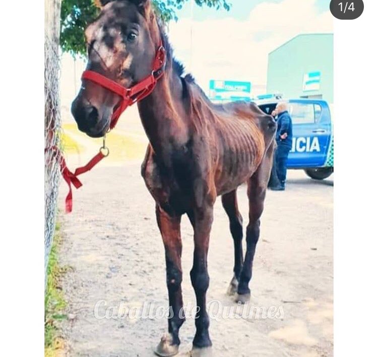 Aniichan_PB's tweet photo. @miltonroses La nueva grieta que crearon ahora es que si ayudas a un caballo en la vía pública sos un sorete que le quieta el medio de trasporte al trabajador? Yo respeto el trabajo del recolector y quiero que esa gente tenga un mejor laburo, pero no respeto a quienes le hacen esto https://t.co/5JdD3lUkDt