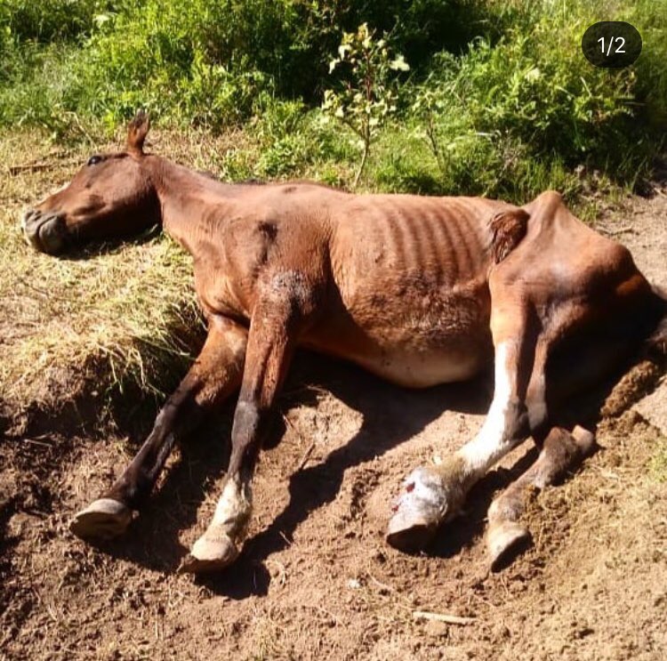 Aniichan_PB's tweet photo. @miltonroses La nueva grieta que crearon ahora es que si ayudas a un caballo en la vía pública sos un sorete que le quieta el medio de trasporte al trabajador? Yo respeto el trabajo del recolector y quiero que esa gente tenga un mejor laburo, pero no respeto a quienes le hacen esto https://t.co/5JdD3lUkDt