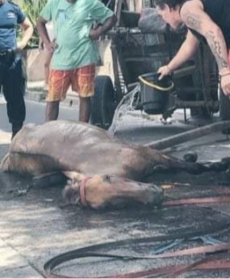 Aniichan_PB's tweet photo. @miltonroses La nueva grieta que crearon ahora es que si ayudas a un caballo en la vía pública sos un sorete que le quieta el medio de trasporte al trabajador? Yo respeto el trabajo del recolector y quiero que esa gente tenga un mejor laburo, pero no respeto a quienes le hacen esto https://t.co/5JdD3lUkDt