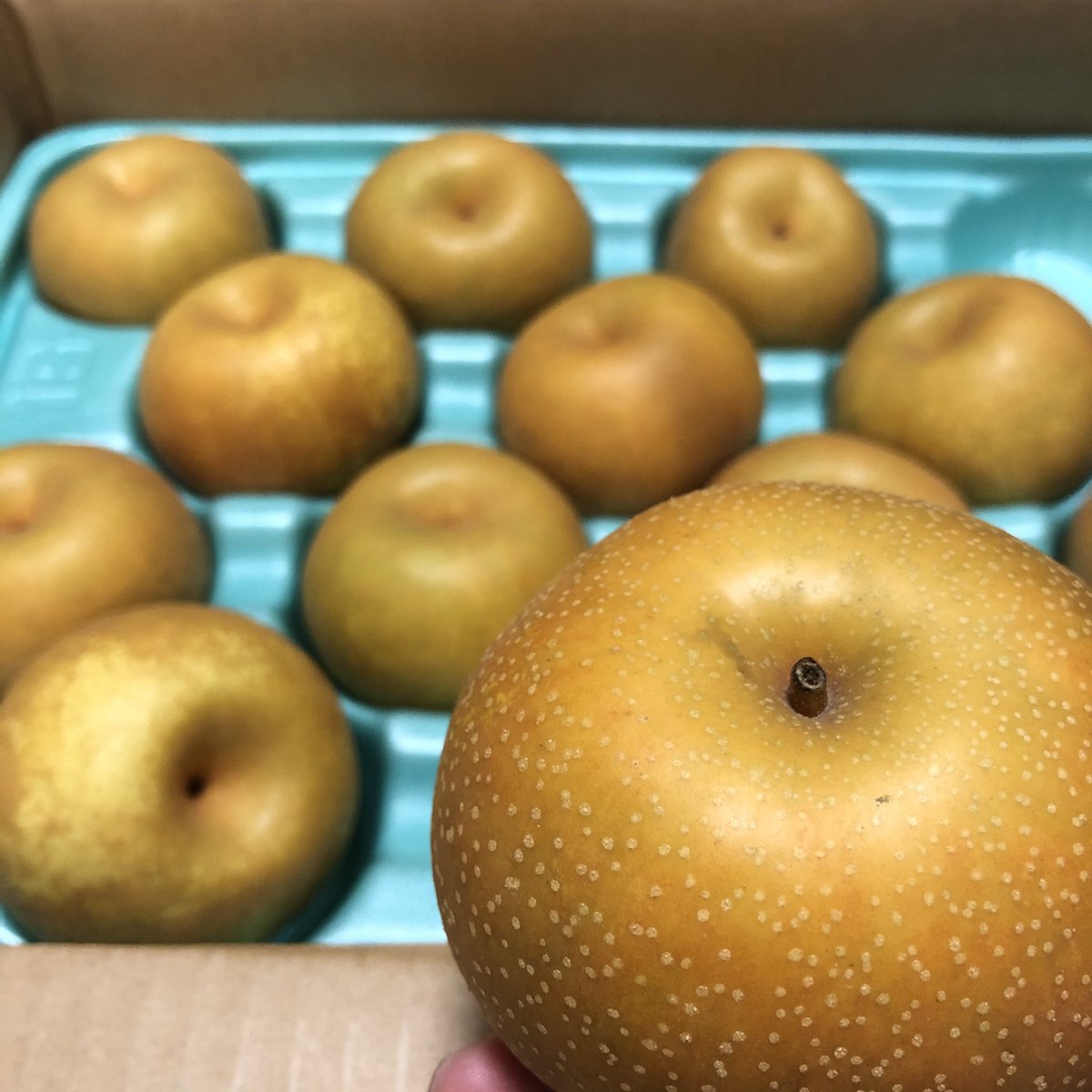 nagoyori's tweet photo. 呉羽梨が届いた。美味しい梨は富山にあるっ富山にあるっ😋🍐 https://t.co/5WdFVSeGjD