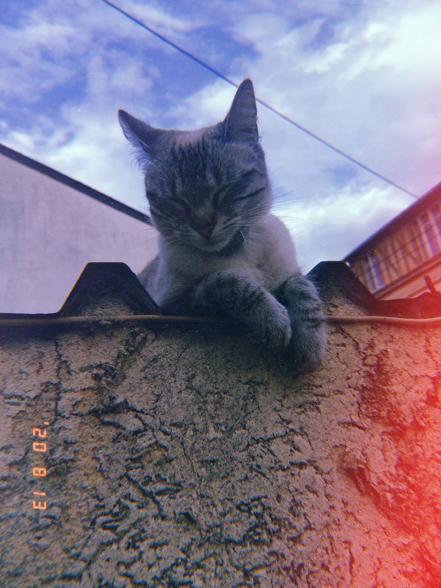 fauprn's tweet photo. J'ai perdu ma Nicole jeudi dans le quartier libération au mans, si vous avez des informations merci de me contacter au 0640840118 https://t.co/AkzuMIFgt8