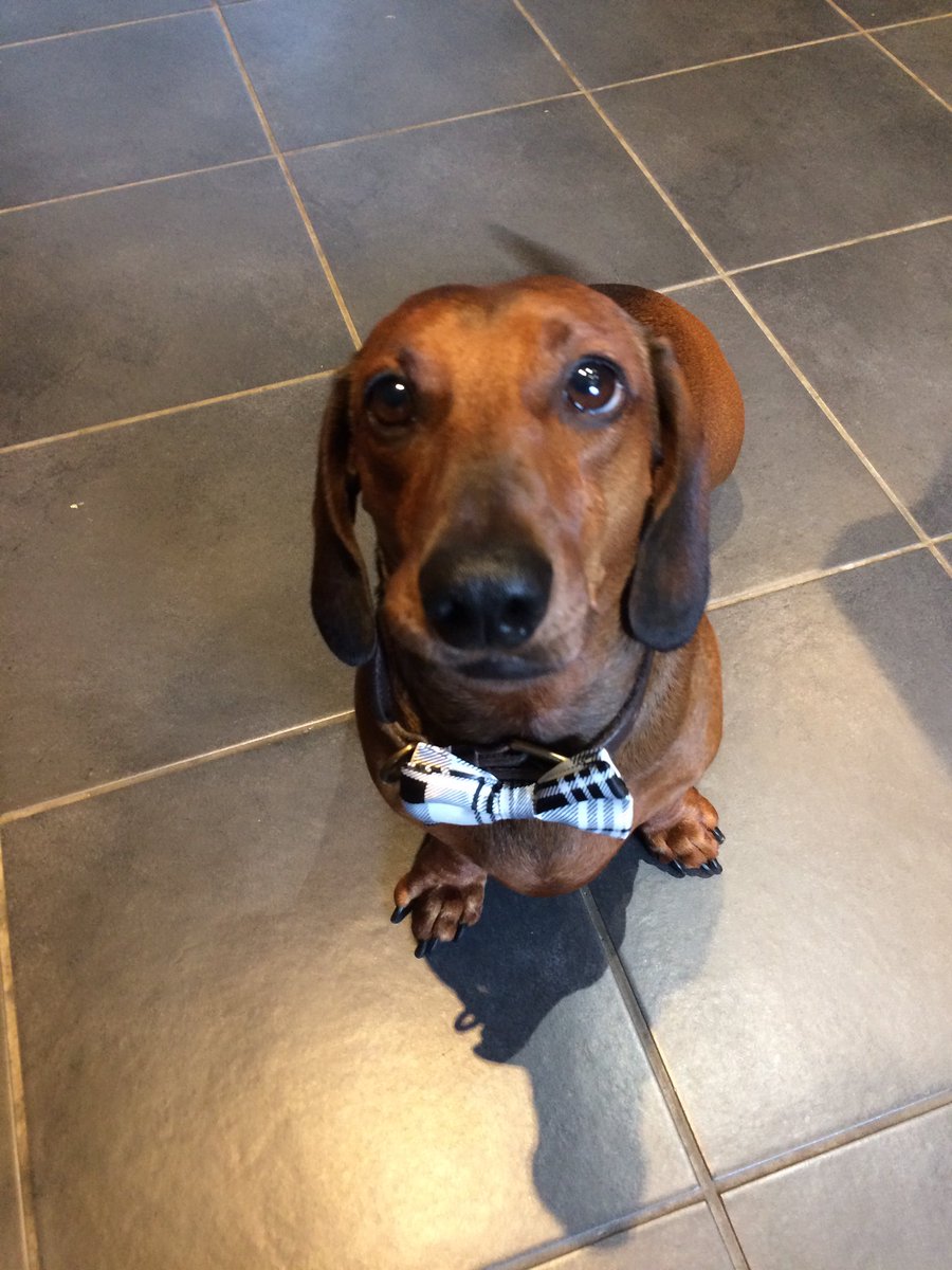 juleebarrett's tweet image. #InternationalDogsDay Reg is dressed up for his day 💕❤️🐶