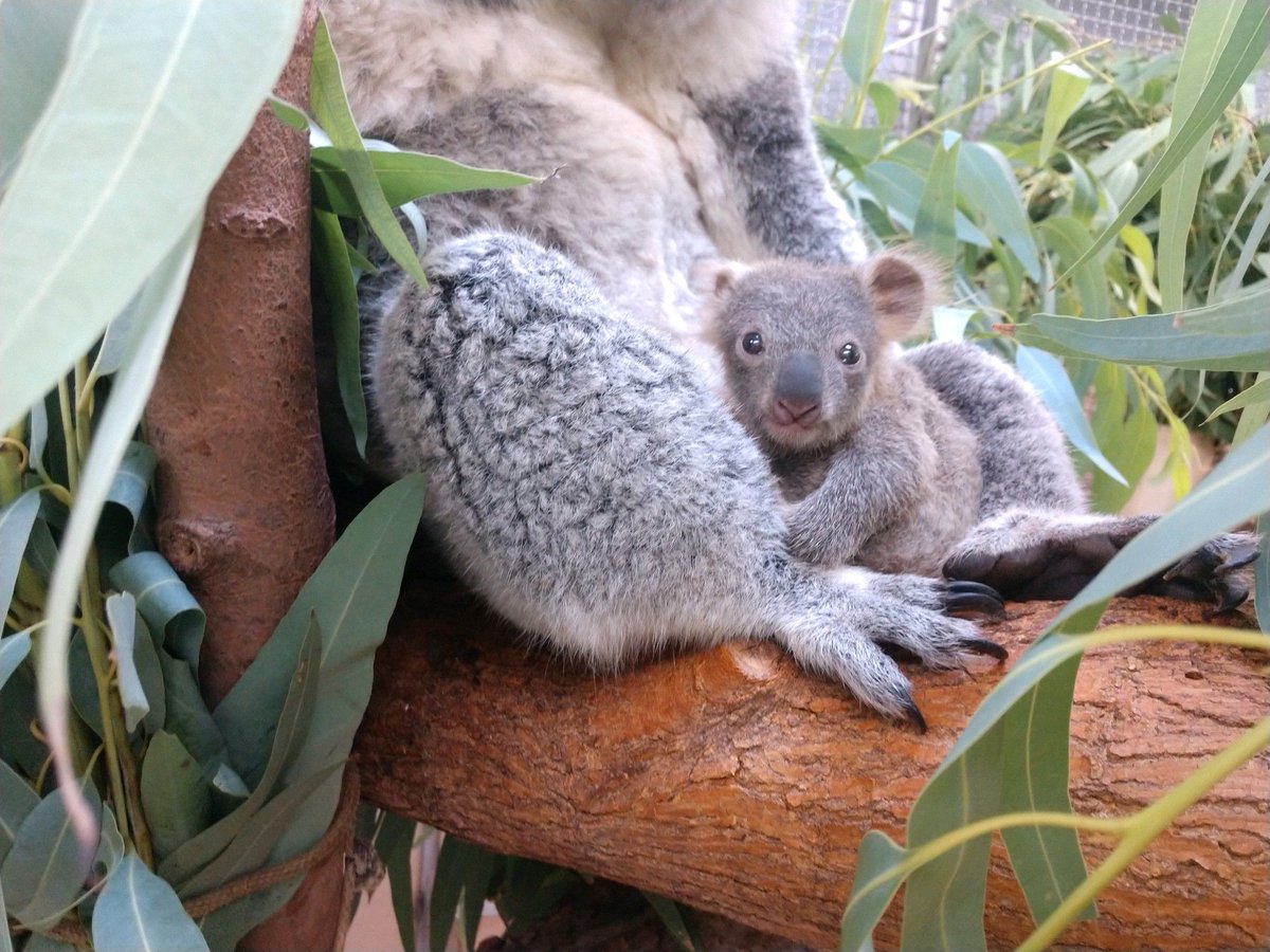 clemetzoo's tweet photo. Birth announcement! For the first time in nearly 10 years Cleveland Metroparks Zoo has a baby #koala, also known as a joey! This is also the first joey for mom, Mackenzie, &amp; dad, Nyoonbi. 🐨 #FutureForWildlife https://t.co/HwFz8vGSu5