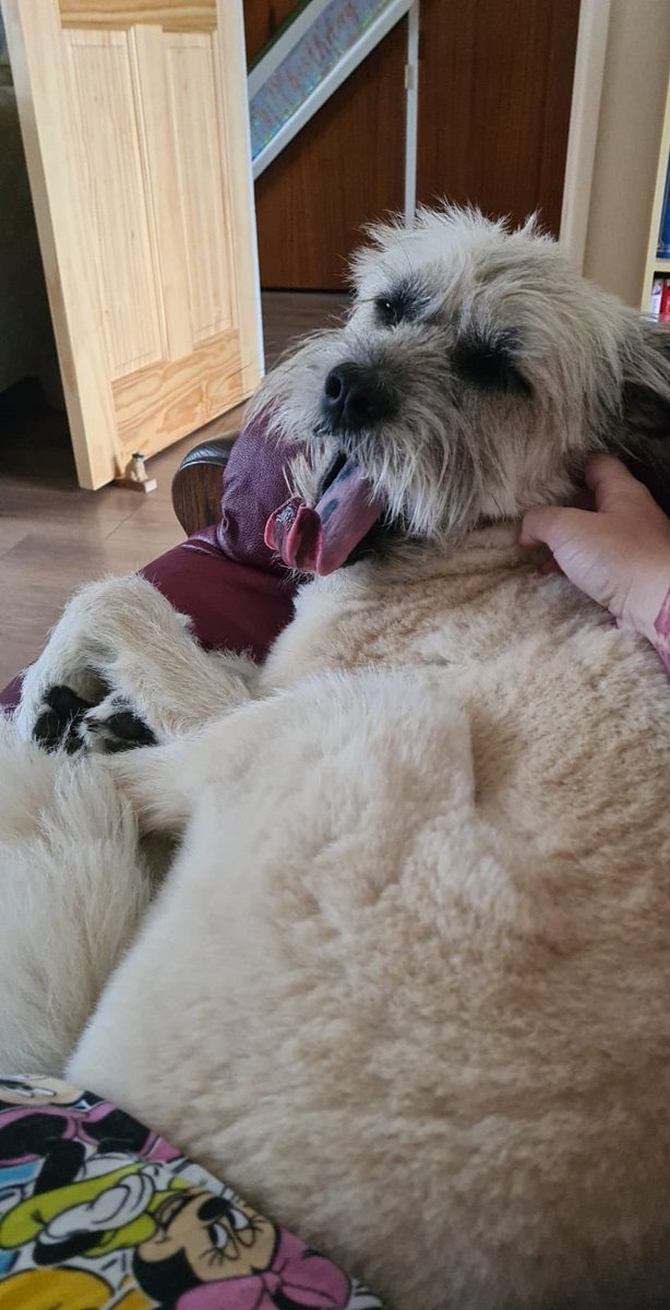 carefulcaz's tweet photo. @wave105radio @tonysheps My pampered pooch Lexie 🐕🐶 https://t.co/1eDbxVdBk8