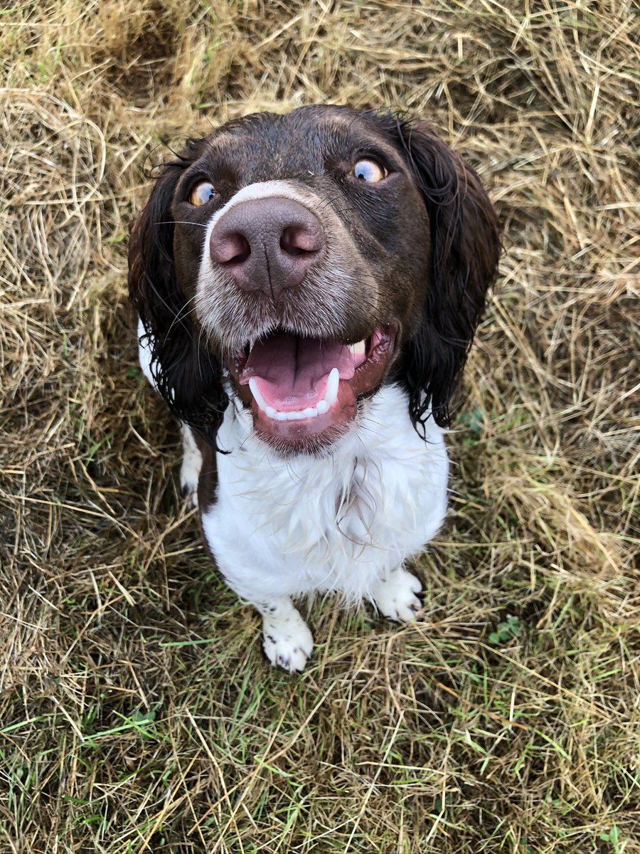 MediK9ltd's tweet photo. Fig says Happy International Dog Day 💕 https://t.co/h1jREb2lUC