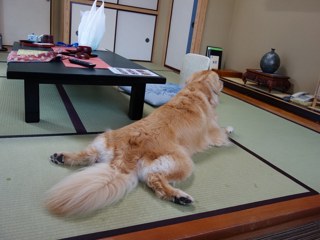 Pzp Aibozuki Twitterren 鬼怒川温泉でリラックス きぬ川国際ホテル ペット同伴 食事も一緒 温泉 日光市 栃木県 犬 ゴールデンレトリバー T Co Lwiskaep8v Twitter