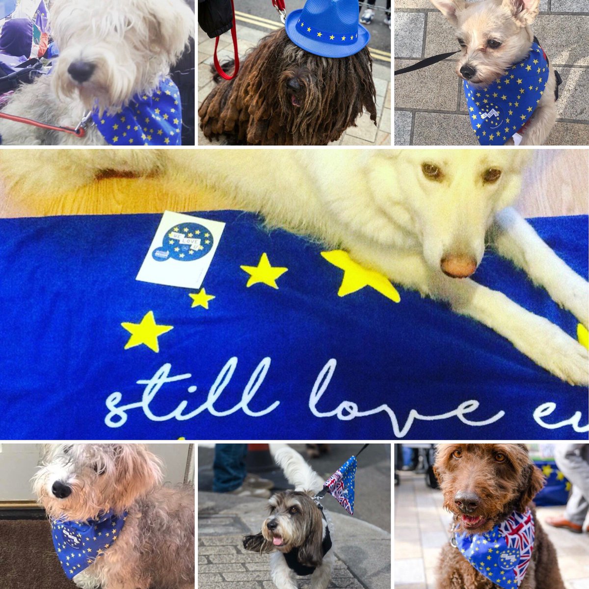 wordupdesigneu's tweet photo. Happy International Dog Day!
Let’s see some lovely doggy pics 😁
#internationaldogday #eu #stillloveu #bandanas #towels #dogs #wooferendum #wordupdesign @jeancoulson https://t.co/sOwRNXUYbR