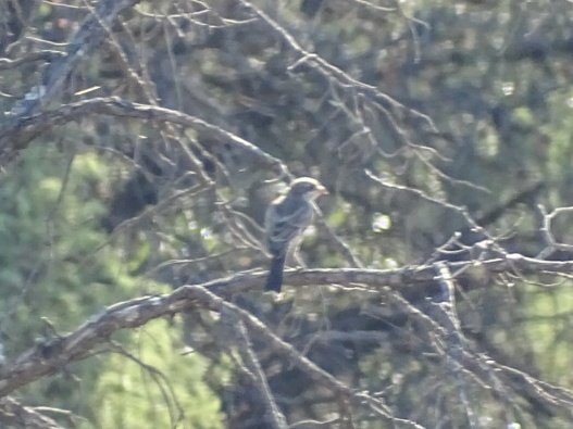 Avesquelugares tweet media