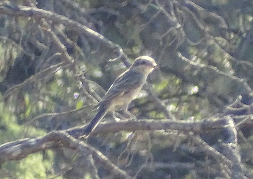 Avesquelugares tweet media