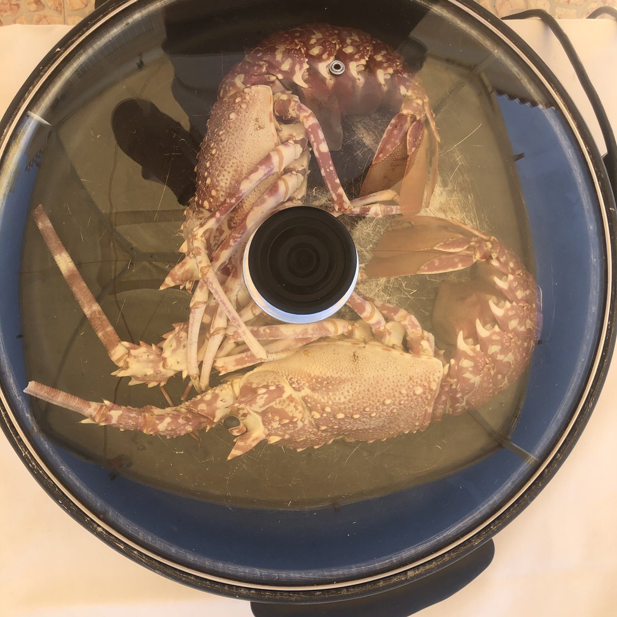 Ir a pelarte y que el mejor pescatero de San Playa te regale una langosta y poder compartirla es un regalo para los sentidos. El Reig “‘mercado de Fontana”