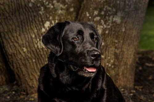 Maggie #gooddaydc #NationalDogDay