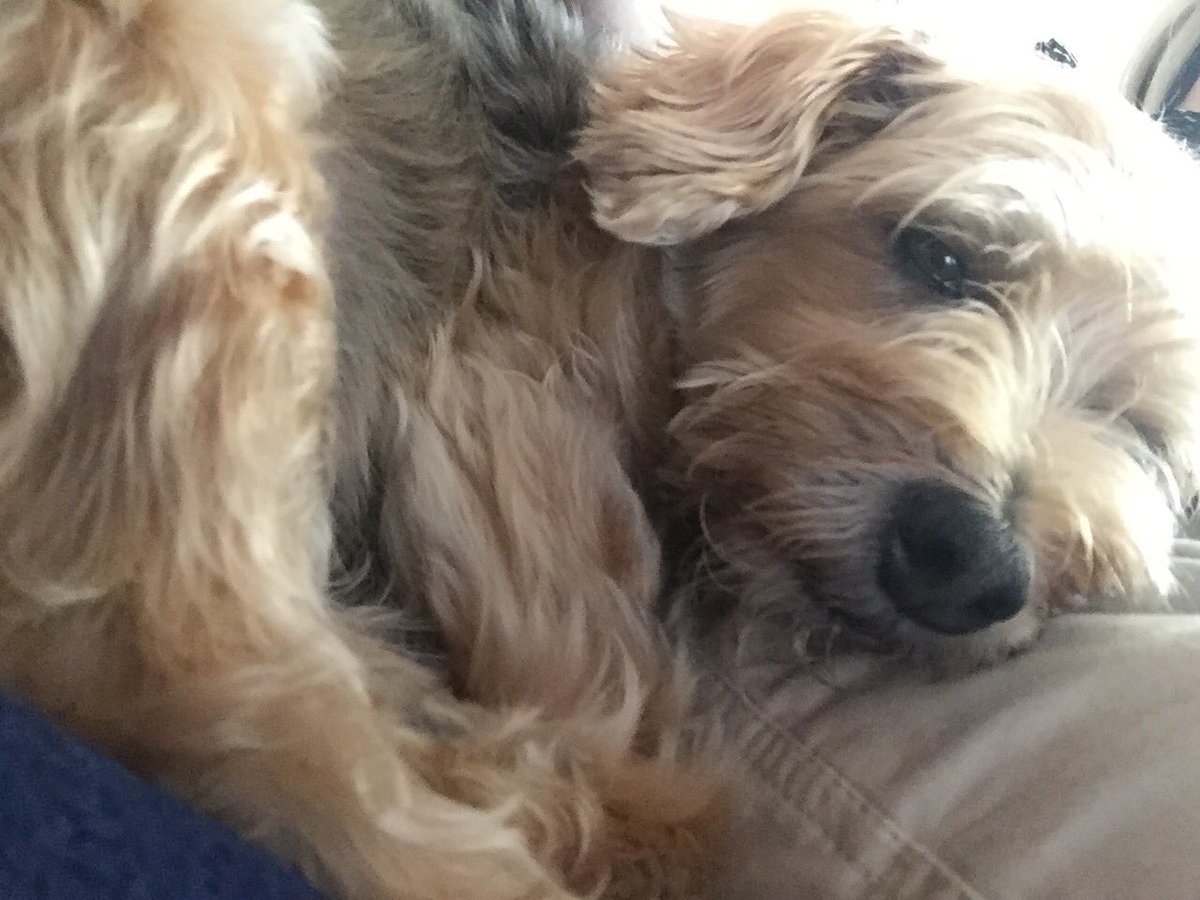 Mrs. Lederman tweet media