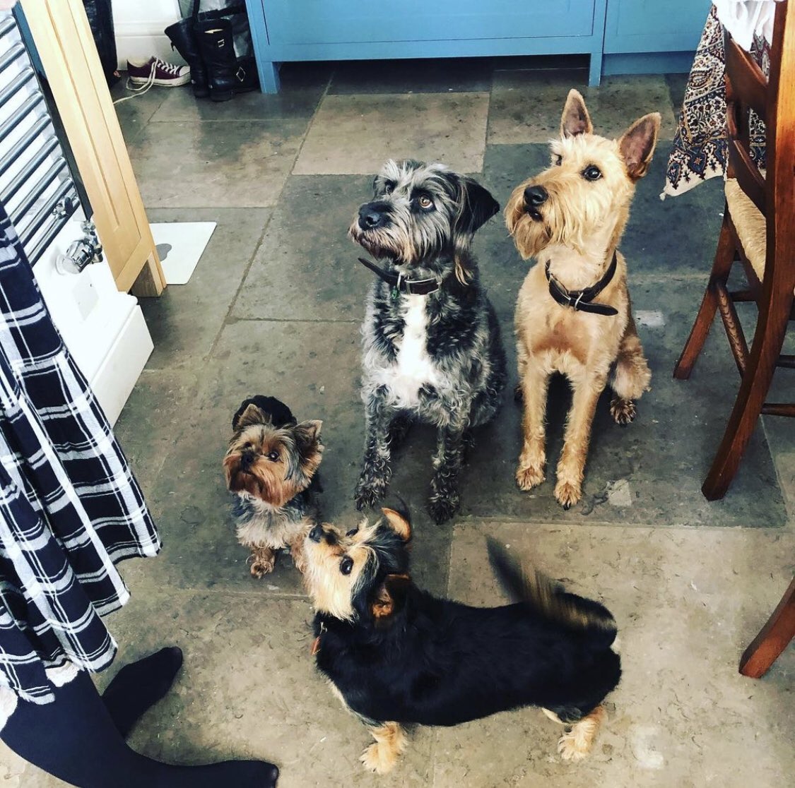 Did someone say it’s #InternationalDogsDay today?! ♥️🐶 How are you spending this extra special day? We’re all ears! 😜