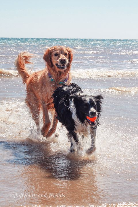 Beaches can be wonder-fur places for your pooches! If you’re visiting the seaside this summer, don’t forget to bring along their favourite Chuckit! toy, or you could have one grumpy pup!  ☀🏀

(Photo credit: Fluffybutt_and_friends)