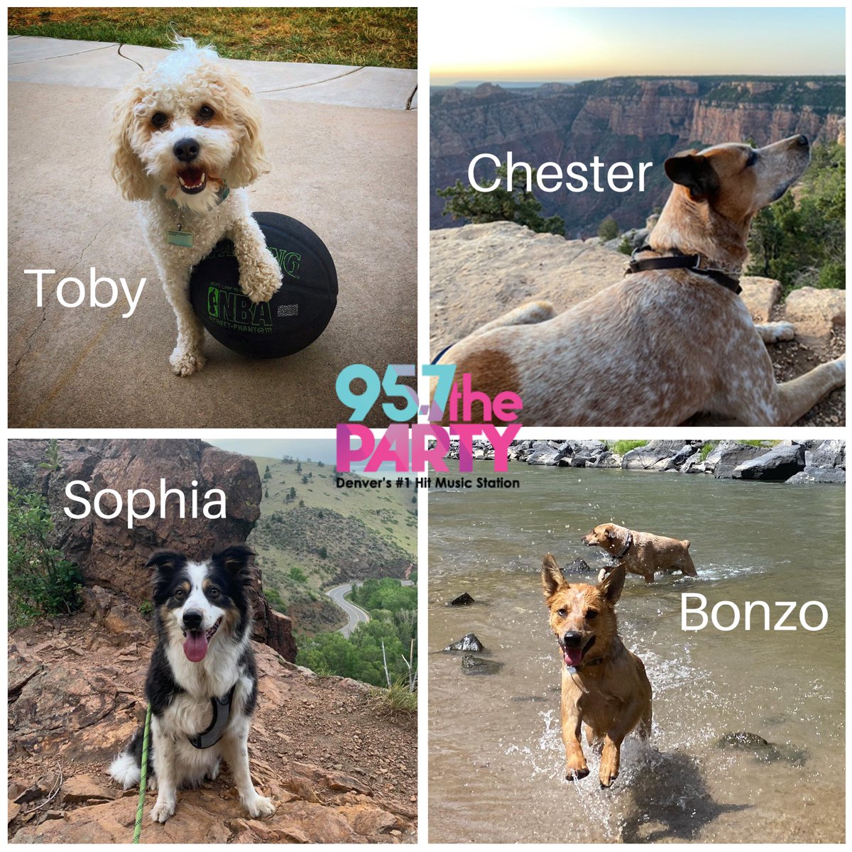hits957denver's tweet photo. Happy National Dog Day from our radio pups to yours!! 🐶❤️ 
Give them an extra treat for us today! 

#Nationaldogday #dogsoftwitter #goodboy #goodgirl #maltipoo #redheeler #bordercollie #denver #dogsofdenver #denverdogs https://t.co/ML2KsDcGGo