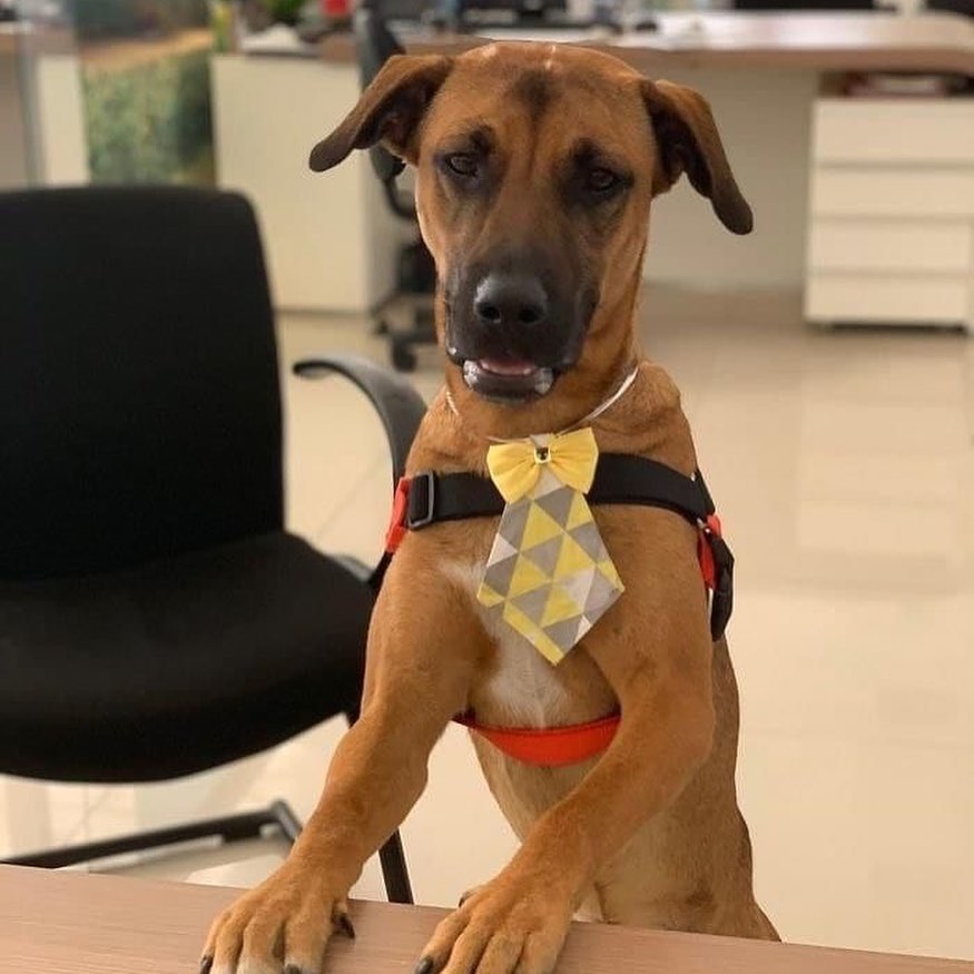 HYUNDAI SHOWROOM HIRES STREET DOG AS SALES MAN....
Tucson is a street dog who used to often hang around the Hyundai showroom. Over time the employees at that showroom become acquainted with the dog. find full story web.facebook.com/RevNanaPerbi1/…
