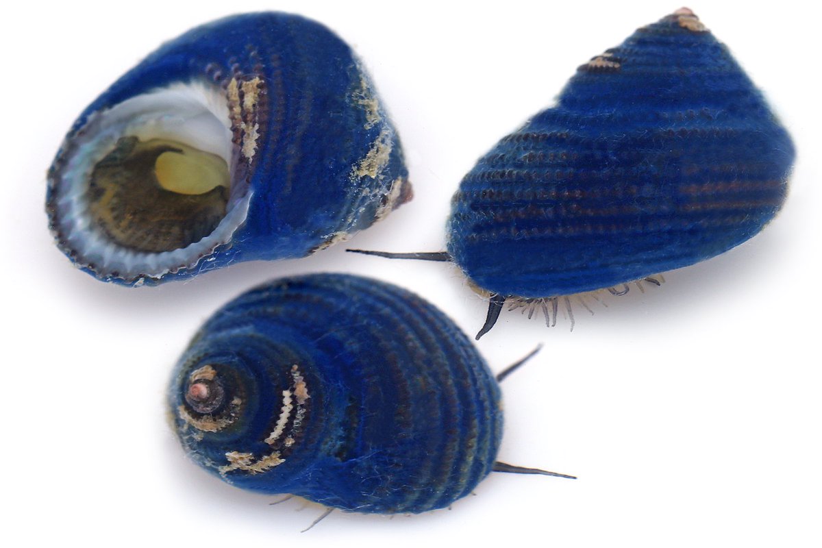 ゆうじ V Twitter 磯を泳いでいたら浅い海底に恐ろしく青い貝 が光っていた 拾いあげてよく見るといよいよもって真っ青 おぉおおぉぉ すごい 綺麗 種類はわからないけど たぶんこういう色の貝なんじゃなくて磯によくいるイシダタミみたいな巻貝の表面に海綿