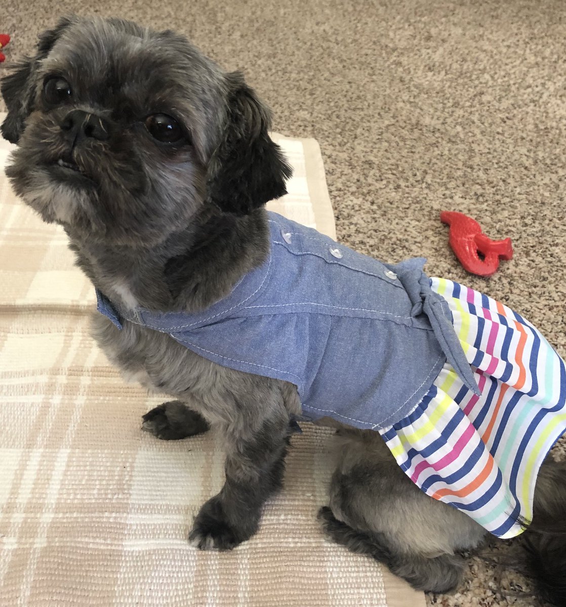 Thank you for highlighting #NationalDogDay <a href="/TODAYshow/">TODAY</a> <a href="/MsKozic/">L Kozic</a> <a href="/JosieDalley/">Josie Dalley</a> <a href="/MATHYMOM/">Amy Zorzetto</a>